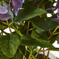 Thumbnail for Medium Purple Hydrangea Plant In Pot