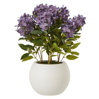 Thumbnail for Medium Purple Hydrangea Plant In Pot