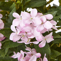 Thumbnail for Large Pink Hydrangea Plant In Pot