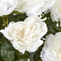 Thumbnail for Large White Peony Plant In Pot