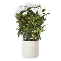 Thumbnail for Large White Peony Plant In Pot