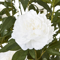 Thumbnail for Extra Large White Peony Bush In Pot