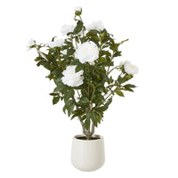 Thumbnail for Extra Large White Peony Bush In Pot