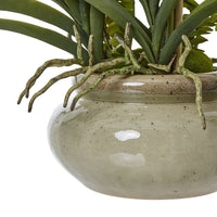 Thumbnail for White Vanda Orchid Plant In Ceramic Pot