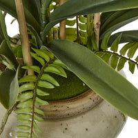 Thumbnail for White Vanda Orchid Plant In Ceramic Pot