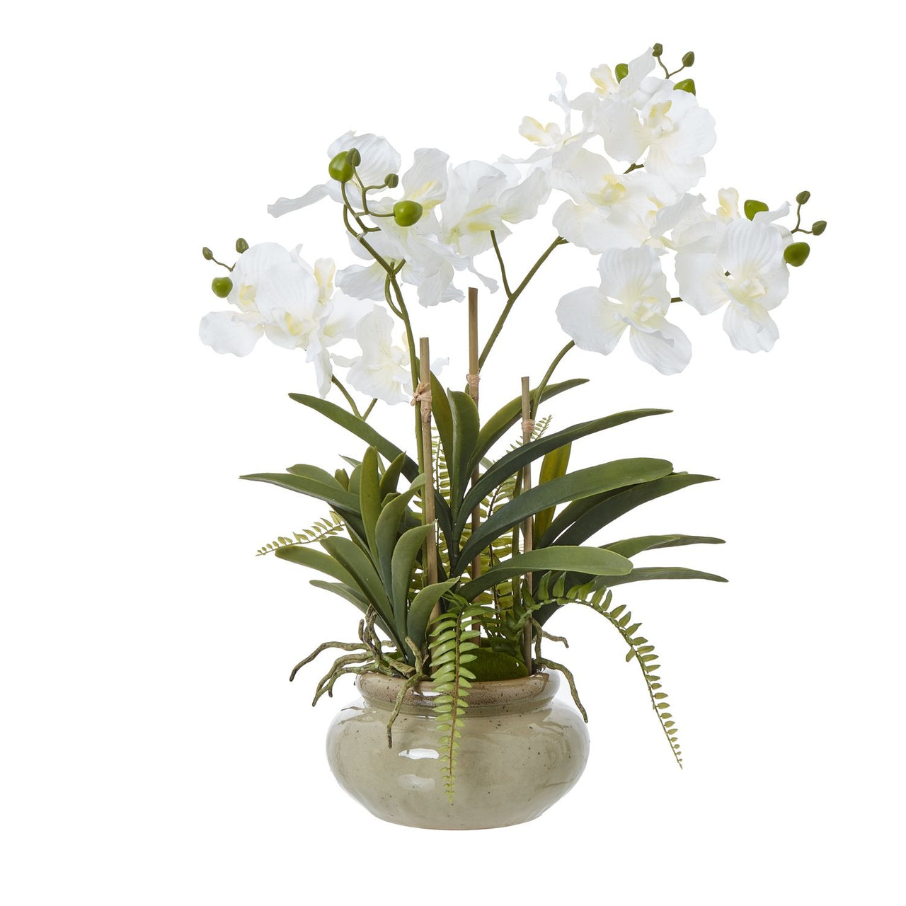 White Vanda Orchid Plant In Ceramic Pot