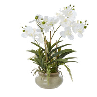 Thumbnail for White Vanda Orchid Plant In Ceramic Pot