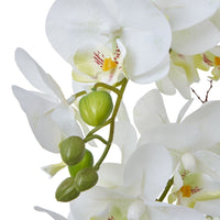 Thumbnail for Large White Orchid In Ceramic Pot