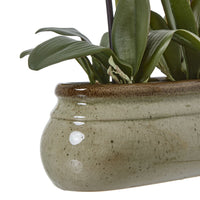 Thumbnail for Large Green Orchid In Ceramic Pot