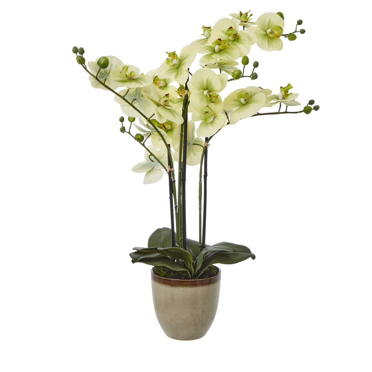 Extra Large Green Orchid In Ceramic Pot