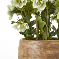 Thumbnail for Large Green Hellebore in Taupe Pot