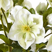 Thumbnail for Large White Hellebore In Grey Pot