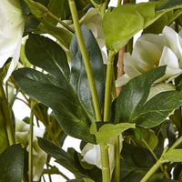 Thumbnail for Large White Hellebore In Grey Pot