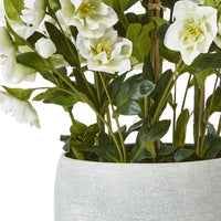 Thumbnail for Large White Hellebore In Grey Pot