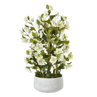 Thumbnail for Large White Hellebore In Grey Pot